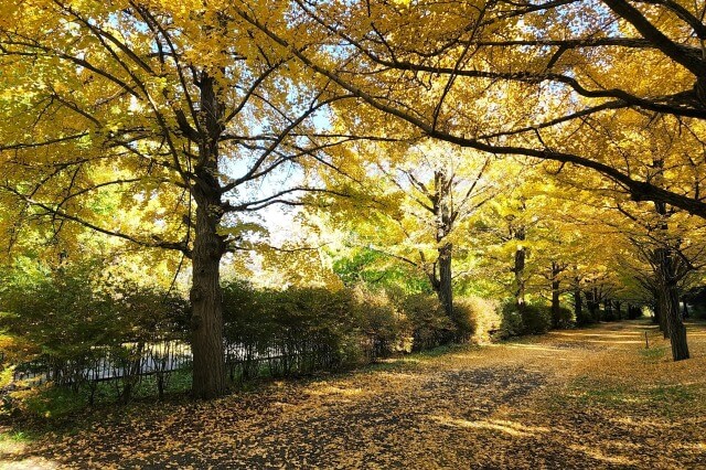 昭和記念公園｜サイクリングロード最北端のイチョウ並木