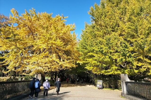 昭和記念公園｜かたらいのイチョウ並木