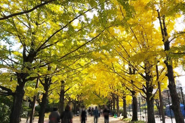 昭和記念公園｜かたらいのイチョウ並木