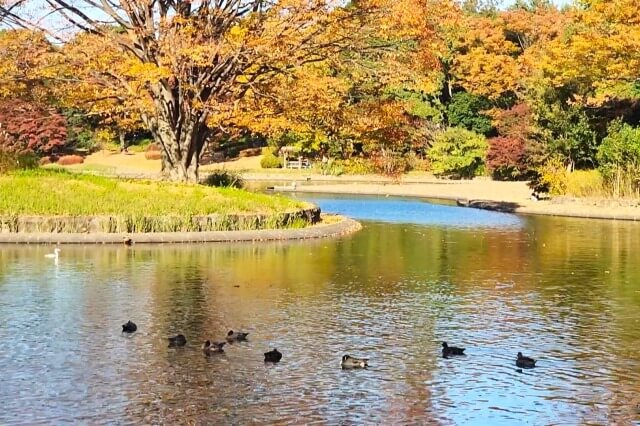 昭和記念公園｜水鳥の池の水鳥と紅葉