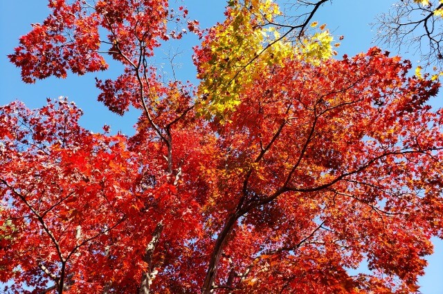 昭和記念公園の日本庭園の紅葉｜清池軒の前の真っ赤なもみじは必見