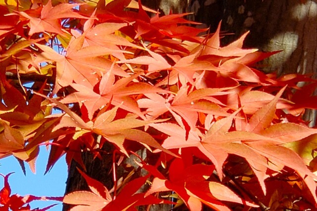 昭和記念公園の日本庭園の紅葉｜清池軒の前の真っ赤なもみじは必見