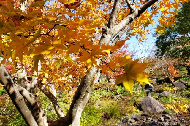 昭和記念公園の日本庭園の紅葉｜西の流れの水面を漂うもみじ