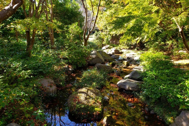 昭和記念公園の日本庭園の紅葉｜西の流れの水面を漂うもみじ
