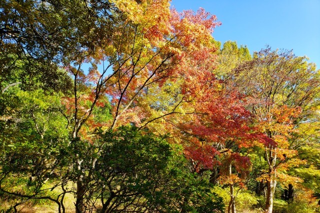 昭和記念公園の日本庭園の紅葉｜滝・北の流れ周辺はオレンジと黄色