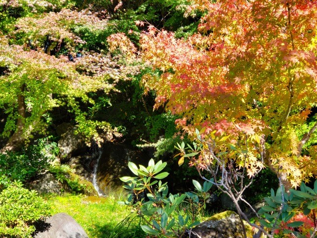 昭和記念公園の日本庭園の紅葉｜滝・北の流れ周辺はオレンジと黄色