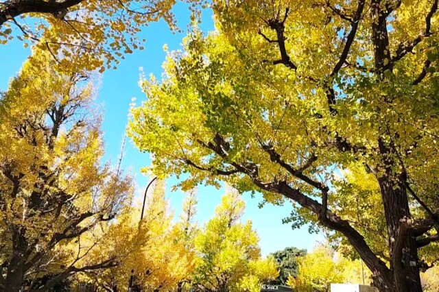 明治神宮外苑のいちょう並木の紅葉をみながら散歩