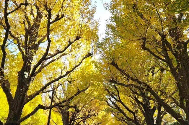 明治神宮外苑のいちょう並木の紅葉をみながら散歩
