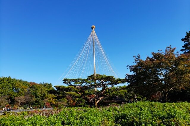昭和記念公園の日本庭園の松