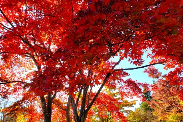 昭和記念公園の日本庭園の紅葉