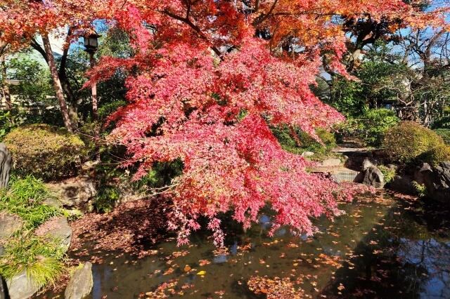 神池庭園の紅葉