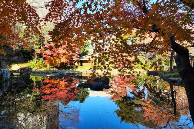 神池庭園の紅葉