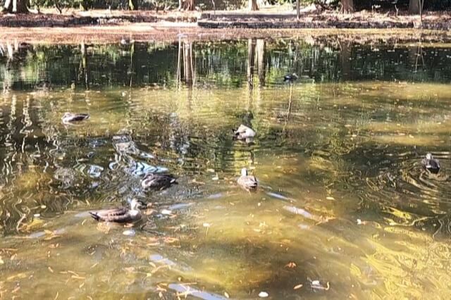 鑑賞池の水鳥