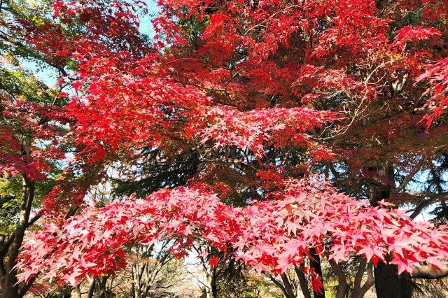芝生広場のモミジの紅葉