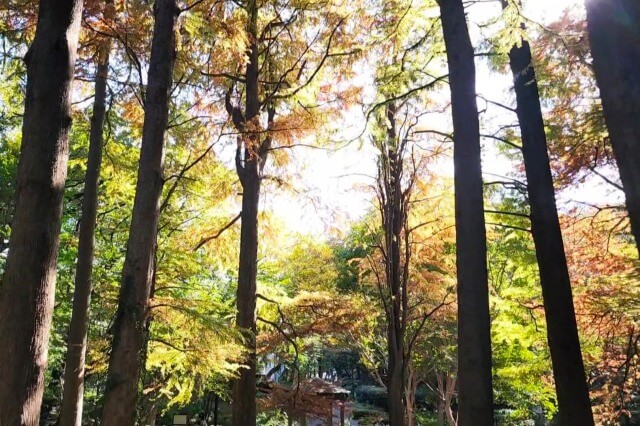 林試の森公園の紅葉