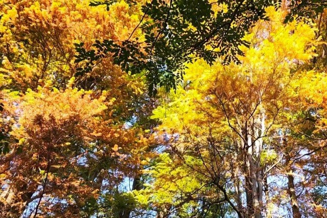 林試の森公園の紅葉の見頃