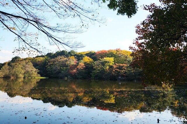 石神井公園の紅葉