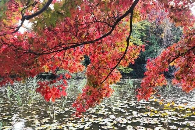 石神井公園の紅葉の見頃