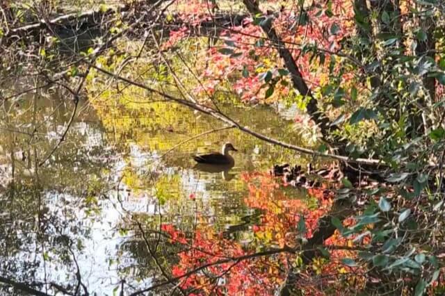 ひょうたん池の紅葉と水鳥