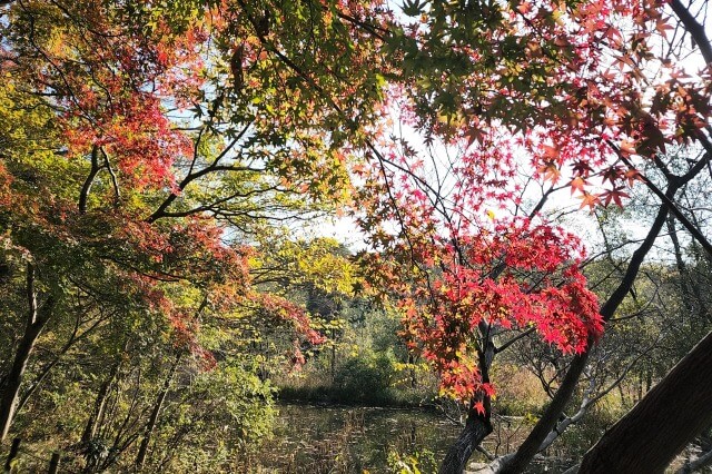三宝寺池周辺の紅葉