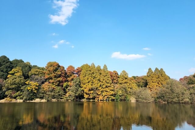 厳島神社周辺の紅葉