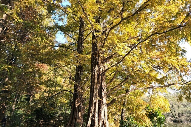 「ねりまの名木」石神井公園のメタセコイアとラクウショウ