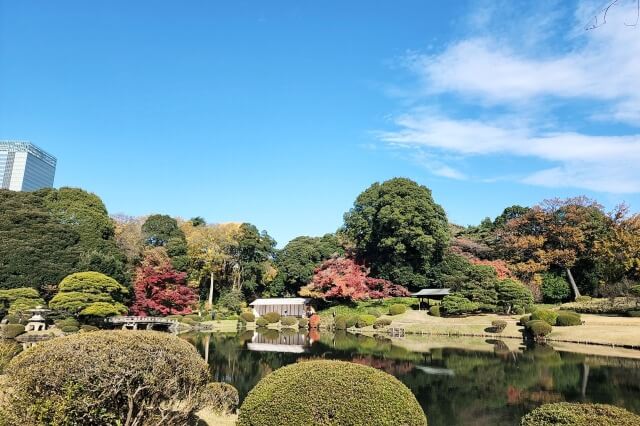 日本庭園のモミジ