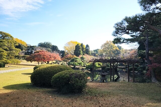 日本庭園のモミジ