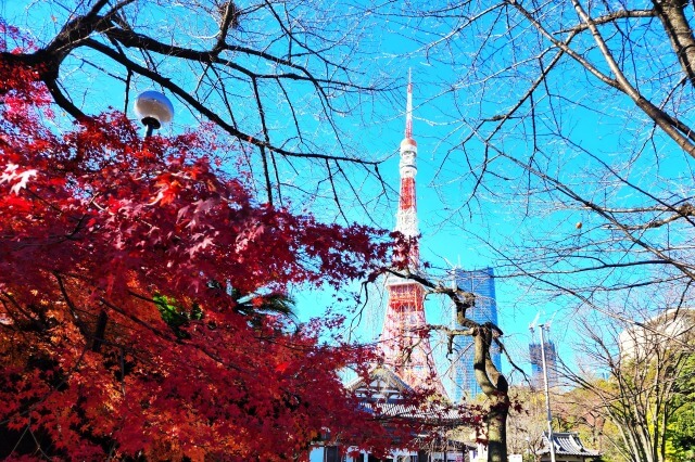 増上寺の紅葉｜お寺と東京タワーと紅葉が一度に楽しめました！