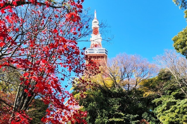 芝公園ともみじ谷の紅葉｜東京タワー周辺の紅葉が綺麗な場所は？