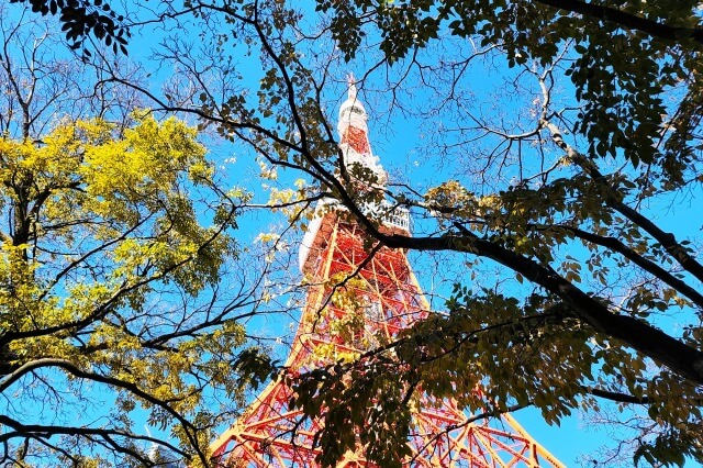 もみじ谷の紅葉｜もみじ谷頂上から見る東京タワー