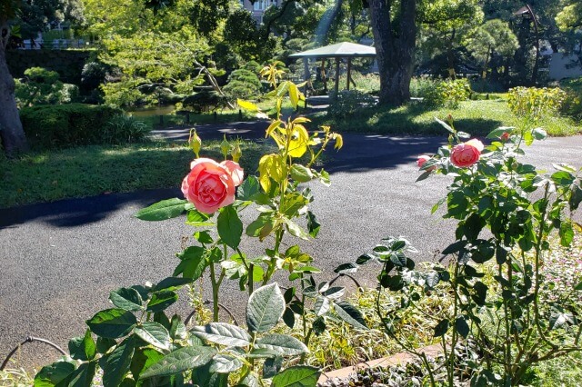 日比谷公園の秋の薔薇(バラ)｜春と比べて何が違うの？