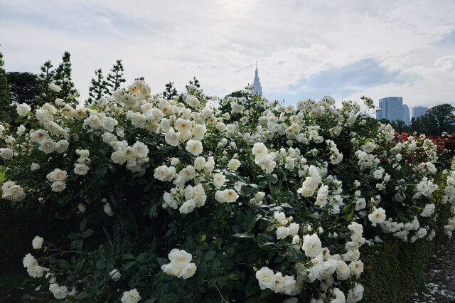 春の整形式庭園のバラの様子
