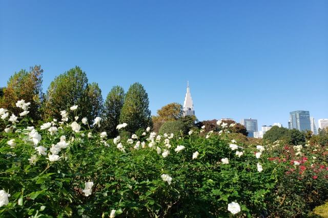 秋の整形式庭園のバラの様子