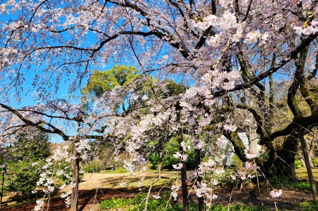 六義園の桜｜樹齢70年のしだれ桜は必見です(東京都文京区本駒込)
