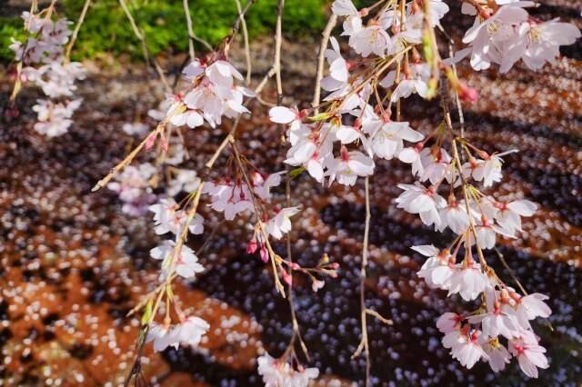 六義園の桜の種類と本数は？