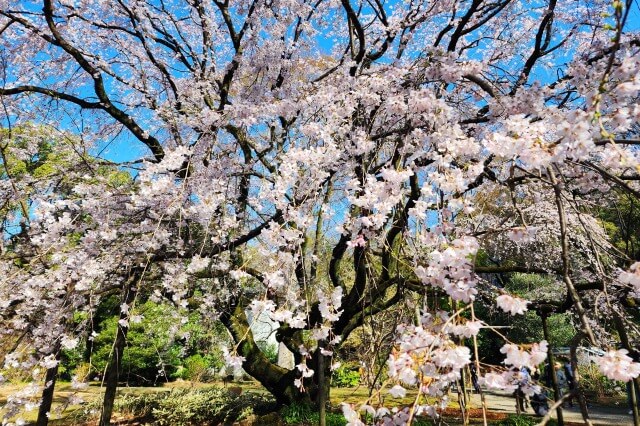 六義園の桜の見頃｜桜が綺麗な時期は？
