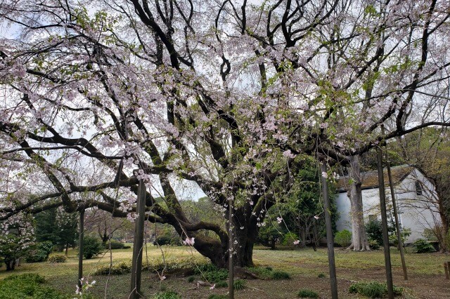 六義園の桜の見頃｜桜が綺麗な時期は？