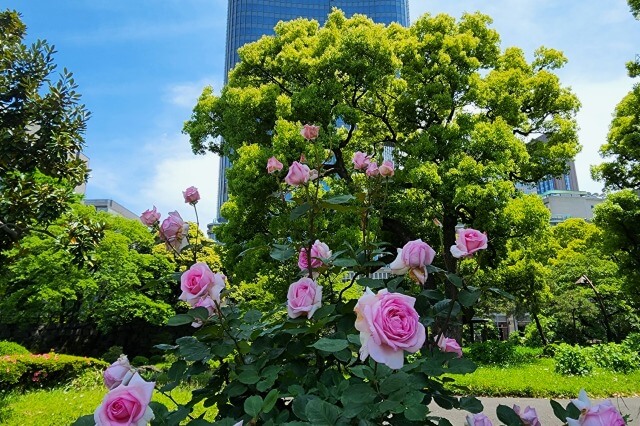日比谷公園の第一花壇のバラ（バラ園）