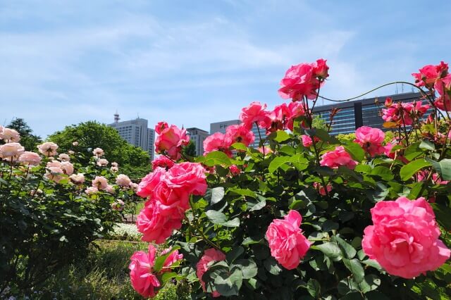 日比谷公園の第一花壇のバラ（バラ園）