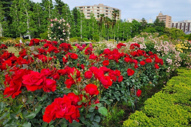 新宿御苑のバラ園の特徴｜バラの花の量が多い