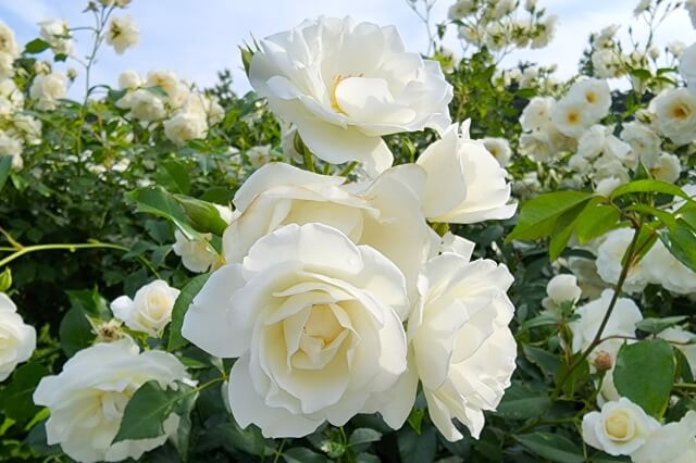 新宿御苑のバラ園の特徴｜バラの花が綺麗で近くから見られる