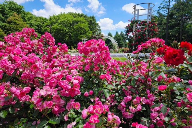 代々木公園の薔薇(バラ)｜2つのバラ園に綺麗なバラの花が沢山咲いていました