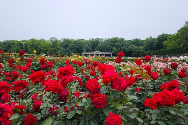 神代植物公園の薔薇(バラ)園｜バラフェスタの様子を紹介します！