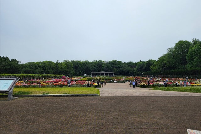 神代植物公園のバラ園