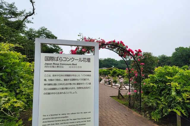 神代植物公園の国際ばらコンクール花壇