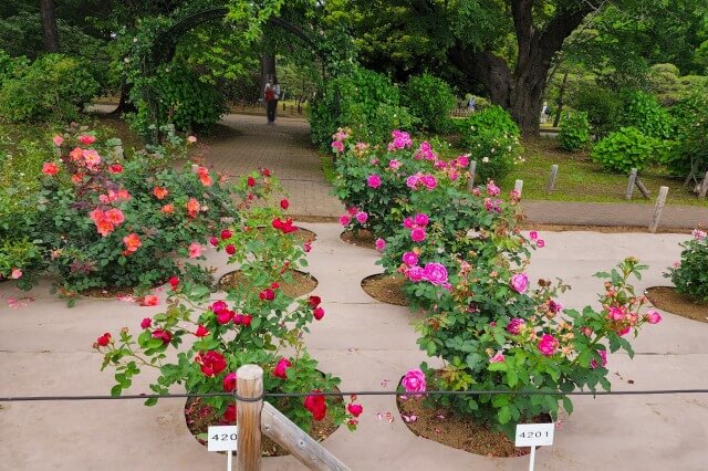 神代植物公園の国際ばらコンクール花壇