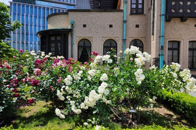 東京ガーデンテラス紀尾井町のバラの見どころ