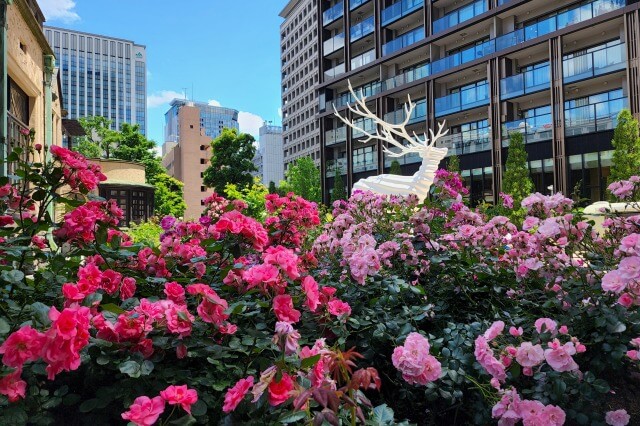 東京ガーデンテラス紀尾井町のバラの見どころ