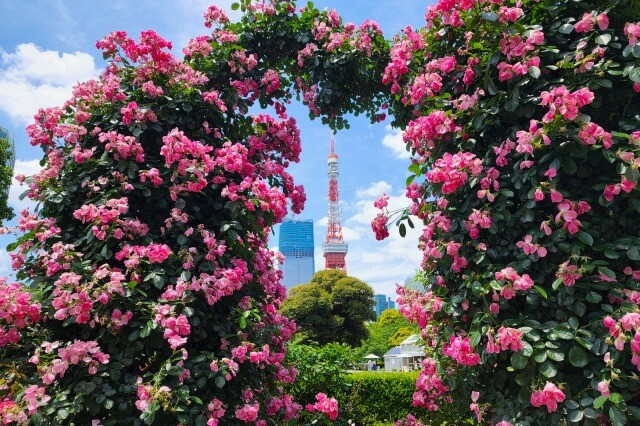 芝公園の(薔薇)バラ園｜バラと東京タワーが見れる公園です